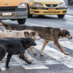 Aksaray’da Hasta Yakını Konuk Evi açılıyor – Birlik Haber Ajansı