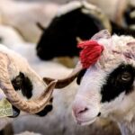 Özgür Özel, Düzce mitinginde Erdoğan’a seslendi – Birlik Haber Ajansı