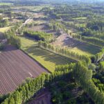 Şanlıurfa Ceylanpınar’da yılın ilk hasadı – Birlik Haber Ajansı