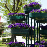 Elma ağacı mozaiği Amasya’da hayat buldu – Birlik Haber Ajansı