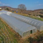 Kocaeli Büyükşehir’den yüzde 50 hibeli sera desteği – Birlik Haber Ajansı