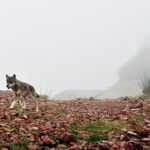 Elazığspor-Vanspor maçı yarıda kaldı – Birlik Haber Ajansı