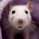 Recep Özel’den ahde vefa ziyareti – Birlik Haber Ajansı