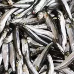 Gençler, TCG Anadolu ile Samsun’a doğru tarihi yolculuk yapıyor – Birlik Haber Ajansı