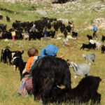 Kars Damızlık Sığır Yetiştiricileri Birliği, Kızılay’a vekalet bağışıyla örnek oldu – Birlik Haber Ajansı