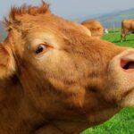 Bayrampaşa’da kanalizasyon çalışmasında göçük: Bir işçiyi kurtarma çalışmaları sürüyor – Birlik Haber Ajansı