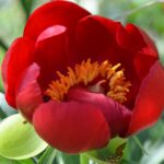 Münster’de Azerbaycan Cumhuriyeti’nin Bağımsızlık Günü gururla kutlandı – Birlik Haber Ajansı