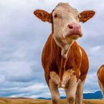 Sağlık-Sen’in verdiği mücadele ile aile sağlığı hemşire ve ebelerinin HYP mağduriyeti giderildi – Birlik Haber Ajansı