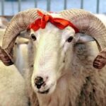 5. Aizanoi Kısa Film Festivali’ne bin 428 kısa film başvurusu! – Birlik Haber Ajansı