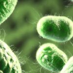 WMO: Küresel sıcaklıklar önümüzdeki 5 yılda rekor seviyelerde kalabilir – Birlik Haber Ajansı