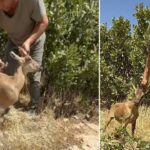 Atabey’de 7 milyon liralık mantar tesisi yatırımı – Birlik Haber Ajansı