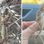 Vali Ziya Polat ve AK Parti Kars Milletvekili Adem Çalkın, Sanayi ve Teknoloji Bakanı Mehmet Fatih Kacır’ı ziyaret etti – Birlik Haber Ajansı