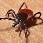 İstanbul’da 2025 yılında 7 bin 2 kene vakası bildirildi – Birlik Haber Ajansı