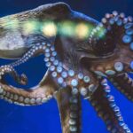 Trump’ın ateşkes duyurusu altını baskıladı – Birlik Haber Ajansı