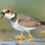 Türk Dünyası Gazeteciler Federasyonu ile Kırgızistan Gazeteciler Birliği arasında iş birliği protokolü imzalandı – Birlik Haber Ajansı