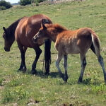 Koca Yusuf’tan mahalle mahalle hizmet turu – Birlik Haber Ajansı