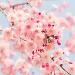 Mardin Kızılay’dan 420 aileye bayramlık hediyesi – Birlik Haber Ajansı