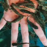 Sivas’ta kene bilgilendirme toplantısı gerçekleşti – Birlik Haber Ajansı