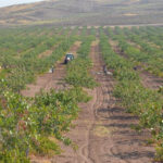 Bismil’de Halk ekmek fırını ve aşhane yapılıyor – Birlik Haber Ajansı