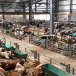 Erzurum’da Doğu Anadolu Canlı Hayvan Borsası’na büyük ilgi – Birlik Haber Ajansı