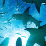 Yapı denetiminde yeni dönem başladı – Birlik Haber Ajansı