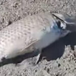 Konya’da raylı sistem genişliyor – Birlik Haber Ajansı