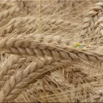 Kocaeli Başiskele’de boya fabrikasında yangın çıktı – Birlik Haber Ajansı