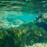 Rize’nin yaylaları haziranda beyaza büründü – Birlik Haber Ajansı