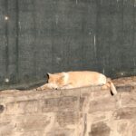 Kars’ta kaza kavşağı yine gündemde: Işık sistemi şart! – Birlik Haber Ajansı