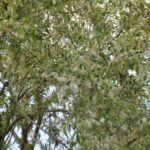 Ankara Kent Konseyinden bayram sonrası yoğun etkinlik takvimi – Birlik Haber Ajansı