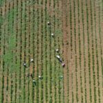 Şırnak’ta feci kaza: Hafif ticari araç uçuruma yuvarlandı: 3 ölü – Birlik Haber Ajansı