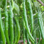 Salda’da doğayla iç içe festival coşkusu – Birlik Haber Ajansı