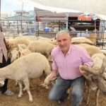 Adana’da 4 boynuzlu koçlar görenleri şaşırtıyor! – Birlik Haber Ajansı