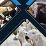 MKE’nin ürettiği Pirana KİDA testlerden başarıyla geçti – Birlik Haber Ajansı