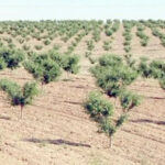 Yaşar Rukiye Kısacık’ta mezuniyet töreni: Sevinç ve hüzün bir arada – Birlik Haber Ajansı