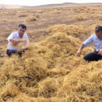 Samsun’da uyuşturucu operasyonu: 10 gözaltı – Birlik Haber Ajansı