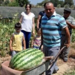 Manavgat'ta dev karpuz! 58 kiloya ulaştı