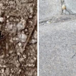 Mercimekte 7 yılın rekoru: Batman’da bereketli hasat! – Birlik Haber Ajansı