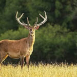 Rize Çayı dünya pazarında parlıyor: İhracat yüzde 40 Arttı – Birlik Haber Ajansı