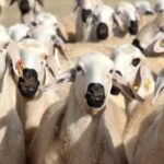 Batman’da 7 öğrenci 500 tam puan aldı – Birlik Haber Ajansı