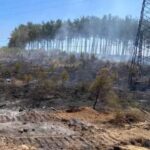 Düzce Efteni Gölü temizleniyor – Birlik Haber Ajansı