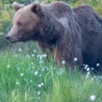 Antalya Aksu’da orman yangını kısa sürede söndürüldü – Birlik Haber Ajansı