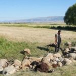 Kars’ta büyükbaş hayvan kimliklendirme çalışmaları değerlendirildi – Birlik Haber Ajansı