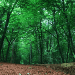 Benzin ve motorine zam: Fiyatlar yeniden güncellendi – Birlik Haber Ajansı