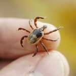 Kayseri Talas’tan “Dünden Bugüne Çocuk Oyunları Şenliği” – Birlik Haber Ajansı