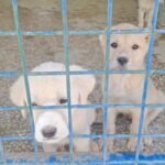 Ankara Bilim Üniversitesi’nde mezuniyet heyecanı! – Birlik Haber Ajansı