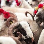 Hakkari Çukurca yolunda midibüs devrildi: 12 asker hafif yaralandı – Birlik Haber Ajansı