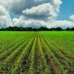 Türk Kızılay ve TDV, Afganistan’daki ihtiyaç sahiplerine kurban etlerini ulaştırdı – Birlik Haber Ajansı