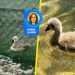 Beypazarı’nda 10 bin 400 öğrenci karnelerini alarak tatili girdi – Birlik Haber Ajansı