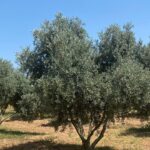 Kars Valisi Ziya Polat, Özel Güvenlik Haftası’nı kutladı – Birlik Haber Ajansı